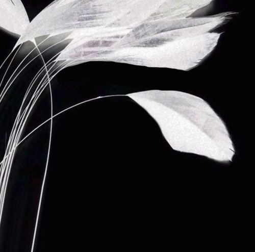 White Stripped Coque Tail Rooster Feathers x 6