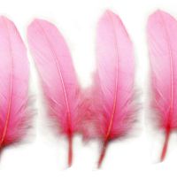Candy Pink Goose Quill Feathers x 4 