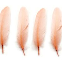 Peach Goose Quill Feathers x 4 