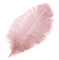 Dusky Pink Ostrich Feather