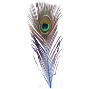 Peacock Feather with Blue Stem 