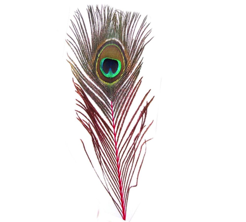 Peacock Feather with Red Stem