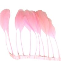 Baby Pink Stripped Coque Tail Rooster Feathers x 10