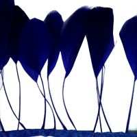 Navy Blue Stripped Coque Tail Rooster Feathers x 10