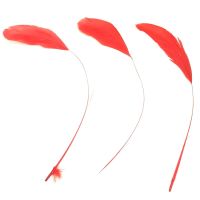 Red Stripped Coque Tail Rooster Feathers x 6