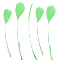 Light Green Feathers Stripped Coque Style