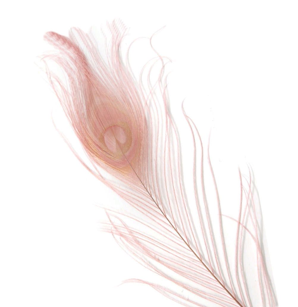 Dusky Rose Pink Peacock Eye Tail Feather
