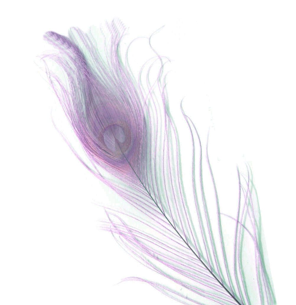 Pale Mauve Peacock Eye Tail Feather