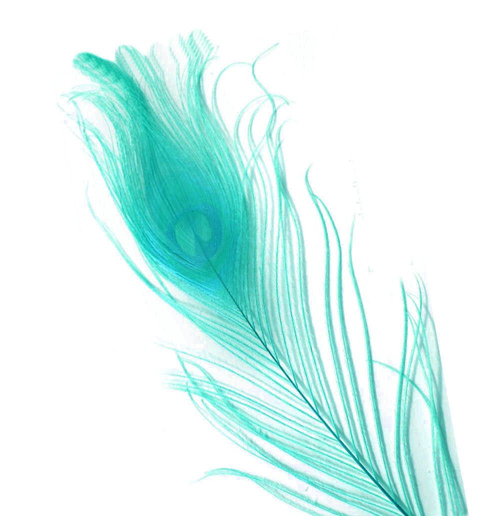 Turquoise Blue Peacock Eye Tail Feather