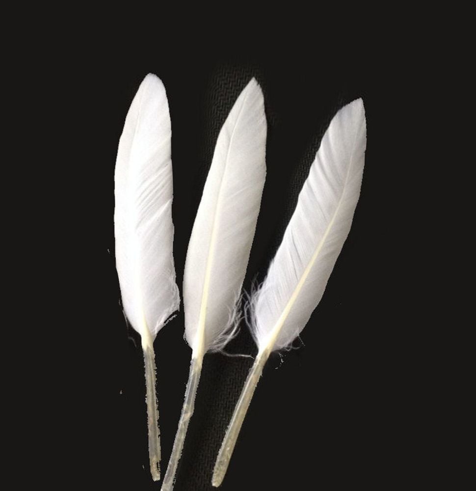 White Goose Quill Feathers - Smaller Size x 15