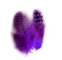 Purple Guinea Feathers (Spotty) 1 to 3 inches