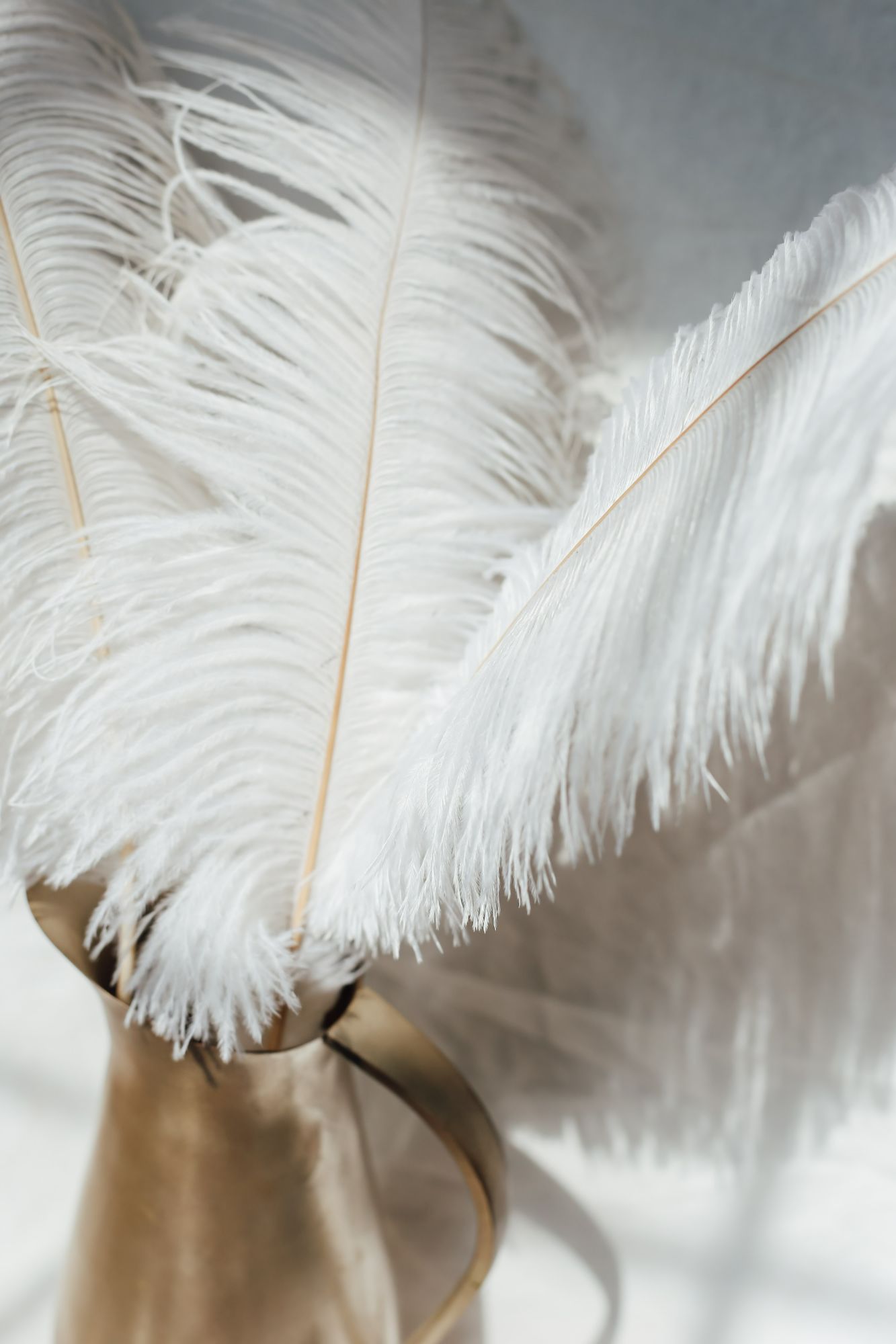 Close up of white ostrich feathers in a gold vase