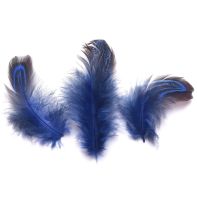 Dark Blue Almond Ringneck Plumage Feathers