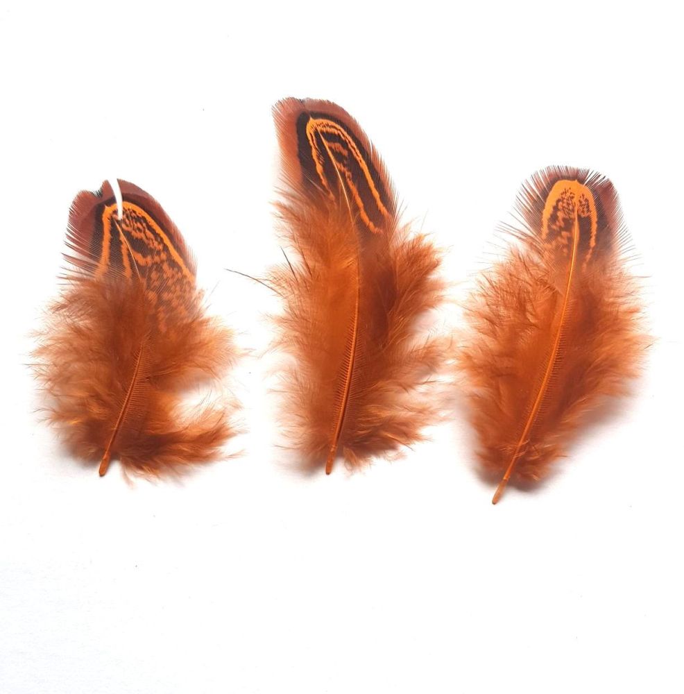 Orange Feathers, Almond Ringneck Feather