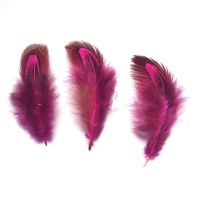 Dark Pink Almond Ringneck Plumage Feathers