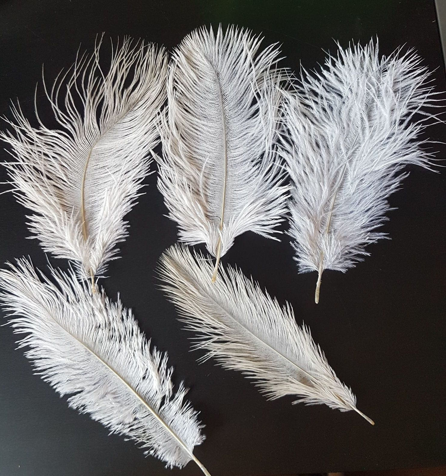 Dying ostrich feathers top