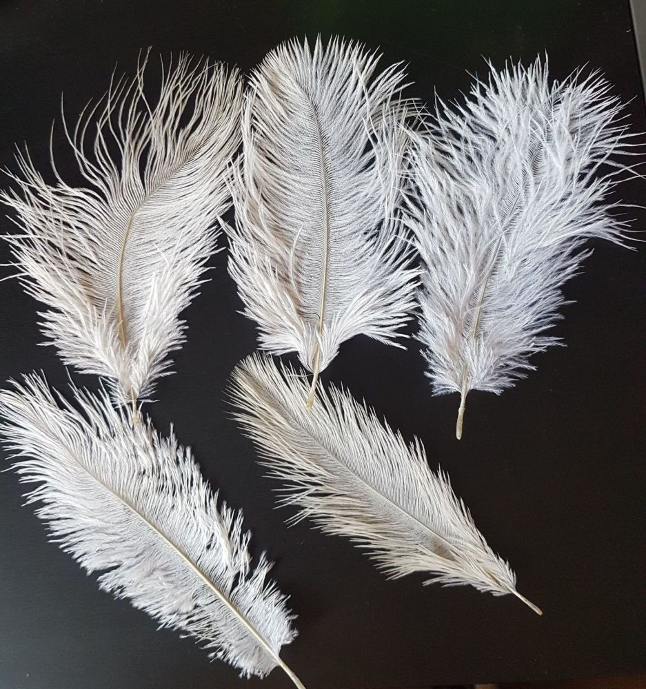 White Ostrich Feather x 5 Seconds
