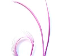 Orchid Lilac Goose Biot Feather 