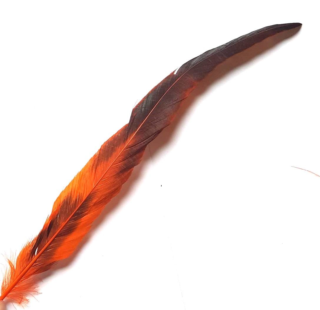 Rooster Tail Feathers 11-14 long Natural Colors – California Hula Center