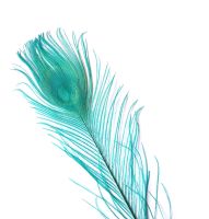 Emerald Green Peacock Eye Tail Feather