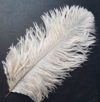 Ivory Ostrich Feather