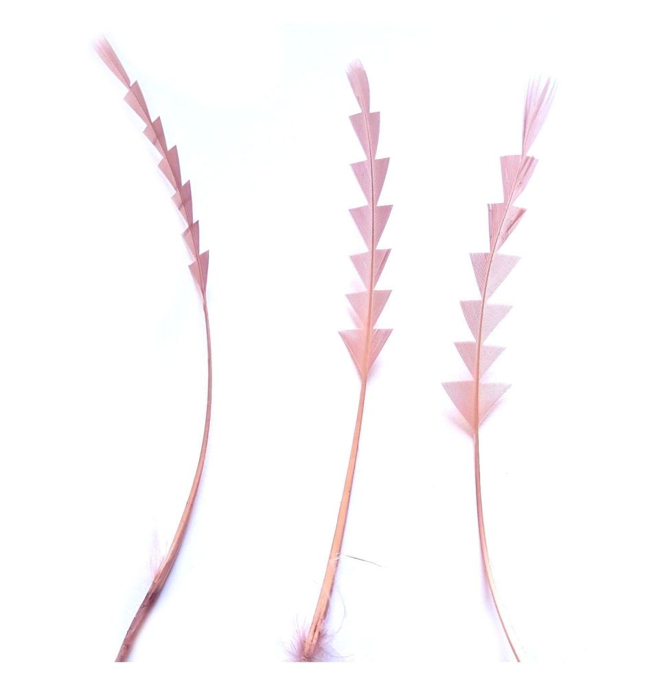 Dusky Rose Pink Stripped Zig Zag Trimmed Feathers x 3