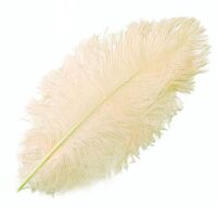Champagne Ostrich Feather