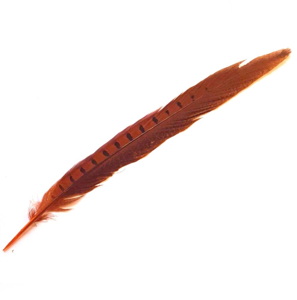 Orange Dyed Ringneck Pheasant Tail Feather (approx 12 inch) Seconds