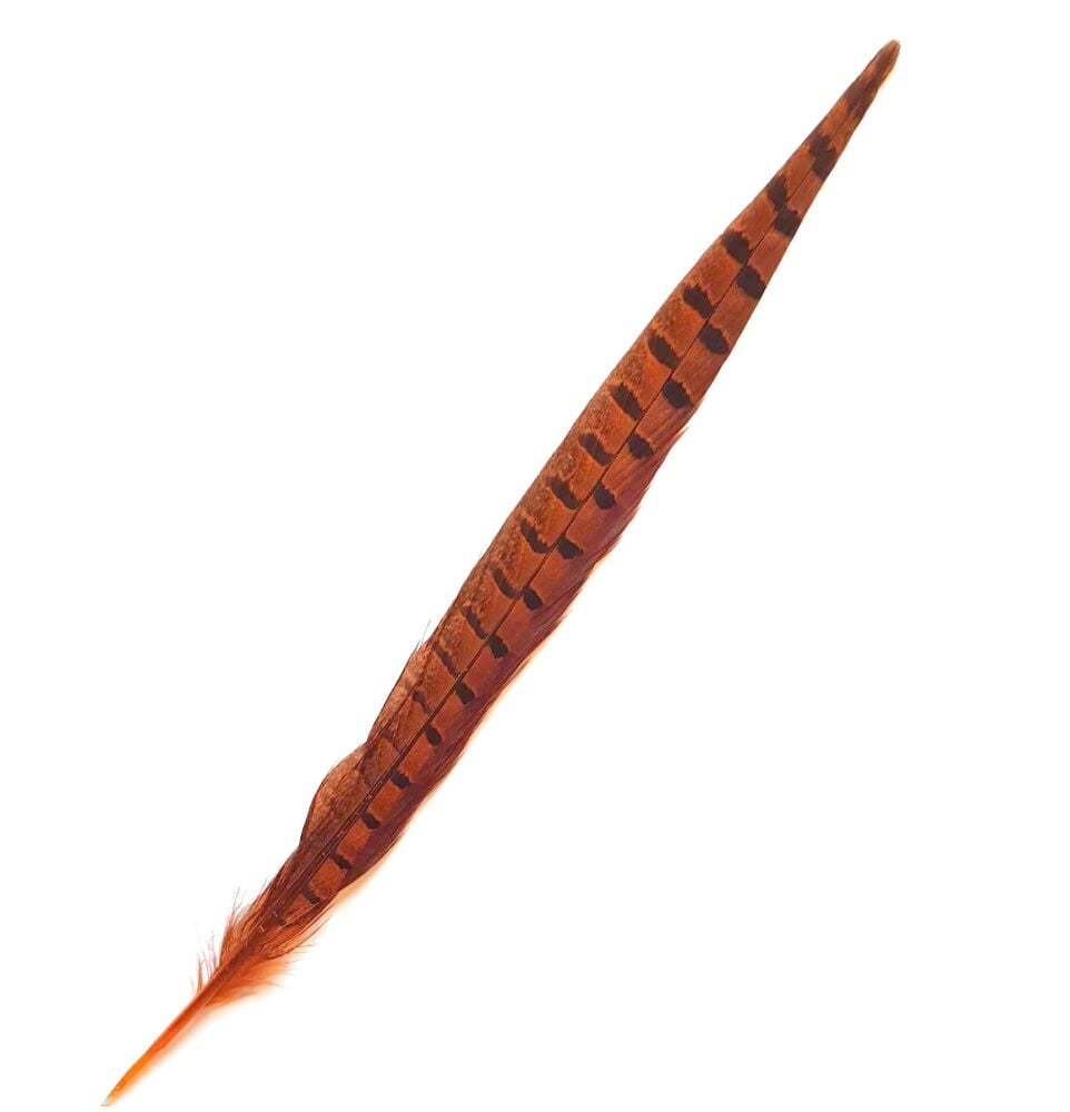 Orange Dyed Ringneck Pheasant Tail Feather x 1