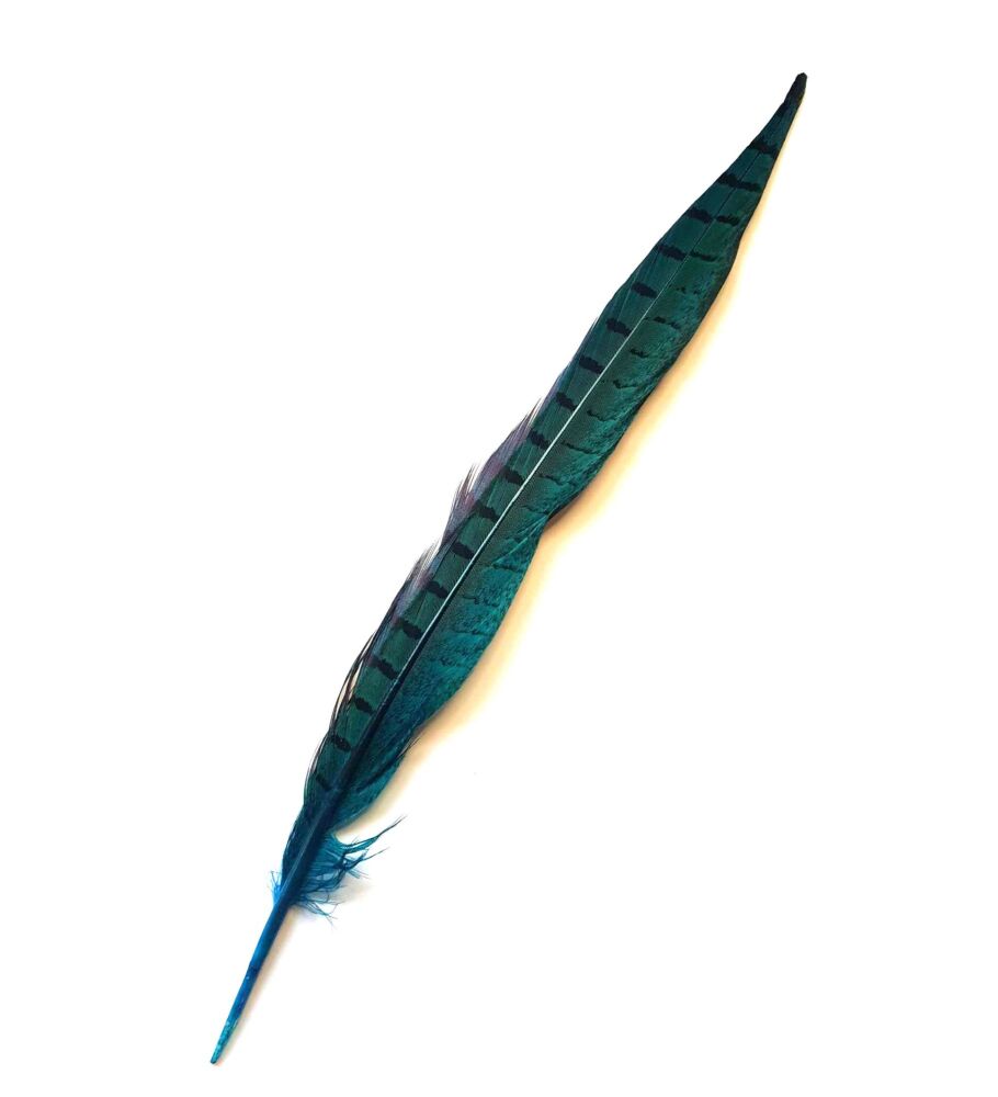 Teal Green Dyed Ringneck Pheasant Tail Feather x 1