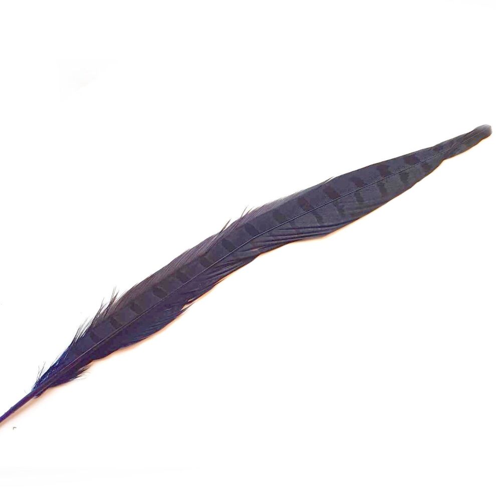 Royal Blue Dyed Ringneck Pheasant Tail Feather x 1