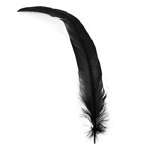 Black Bronze Rooster Coque Tail Feather (Seconds)