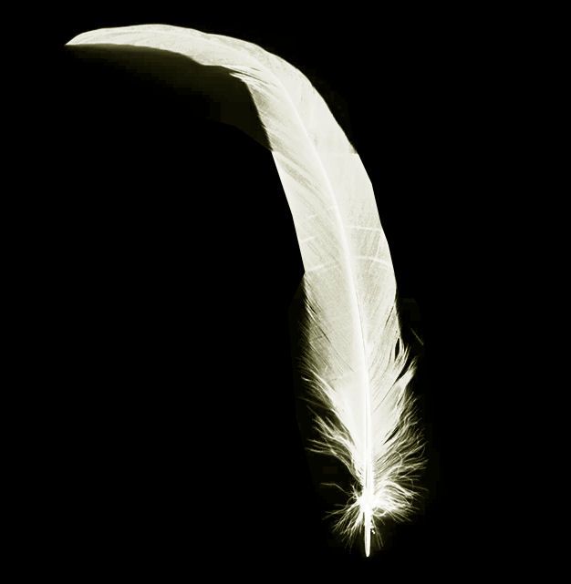 Ivory Rooster Coque Tail Feather 12 inches approx (Seconds)