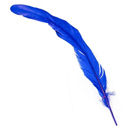 Royal Blue Rooster Coque Tail Feather (Seconds)