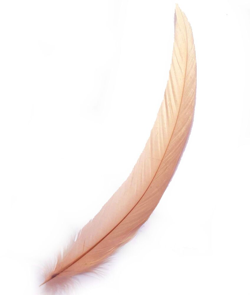 Peach Rooster Coque Tail Feather (Seconds)