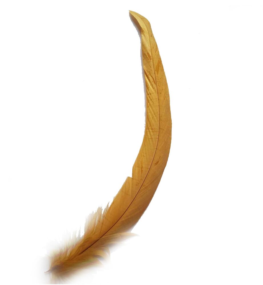 Gold Bronze Rooster Coque Tail Feather (Seconds)