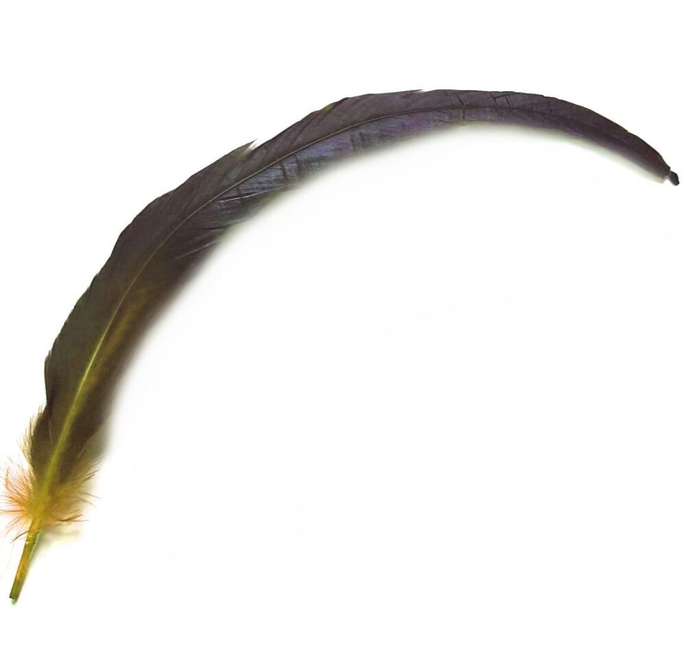 Yellow Bronze Rooster Coque Tail Feather (Seconds)