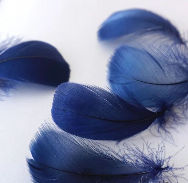 Navy Blue Goose Coquille Feathers x 25