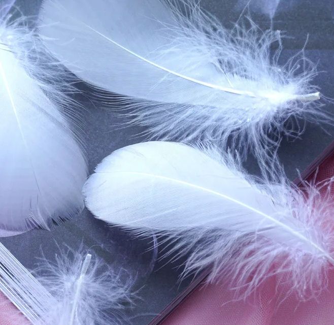 White Feathers - Goose Coquille Feathers
