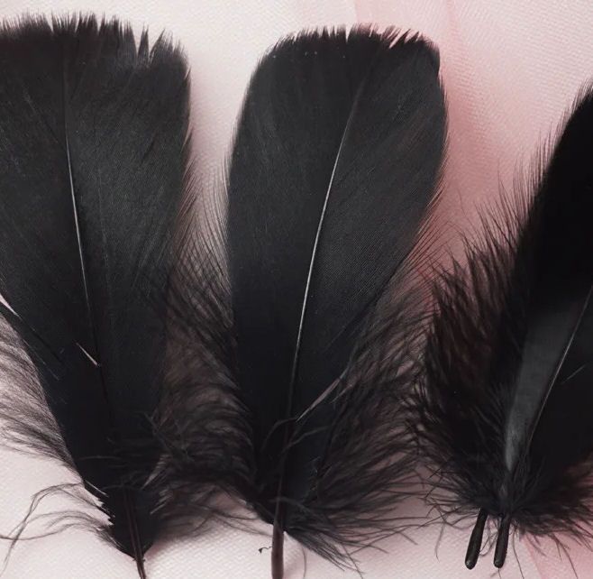 Black Goose Coquille Feathers x 25
