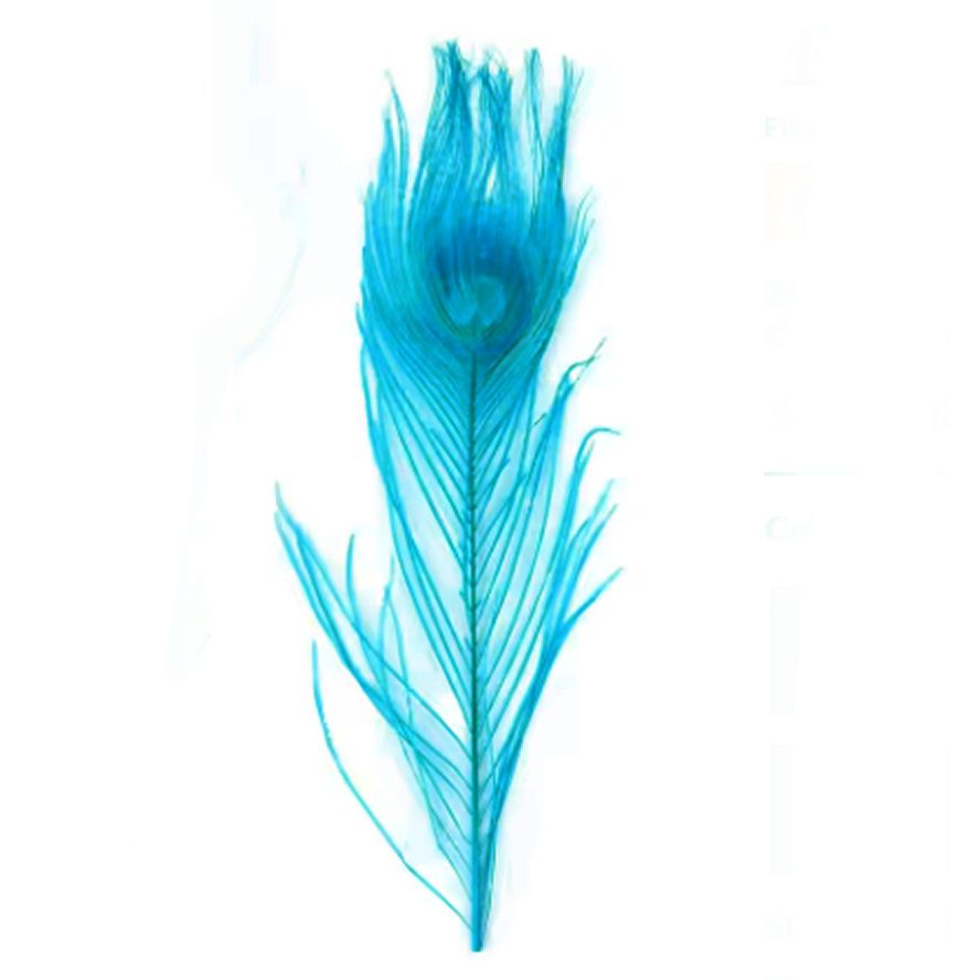 Aqua Blue Peacock Eye Tail Feather