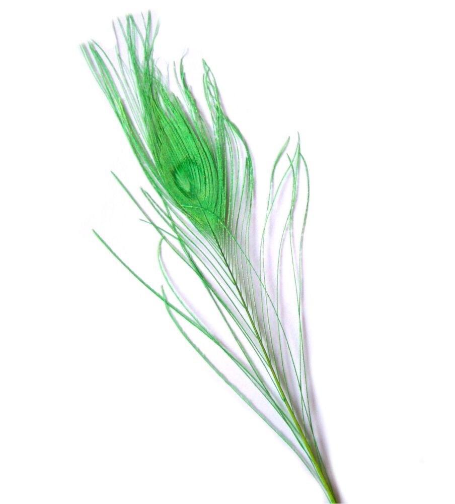 Lime Green Peacock Eye Tail Feather