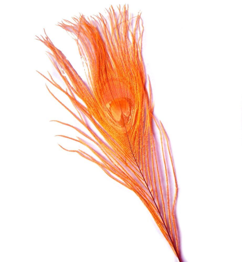 Orange Peacock Eye Tail Feather