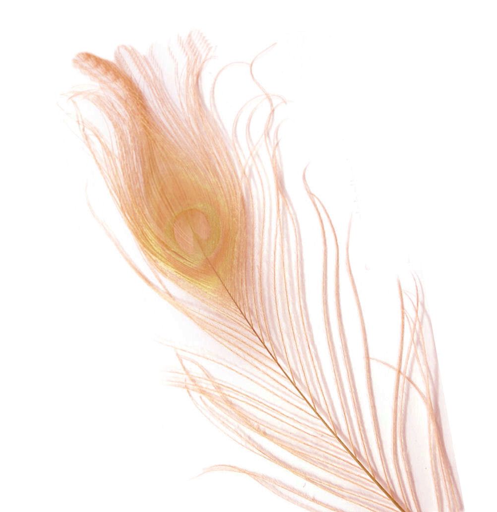 Peach Peacock Eye Tail Feather