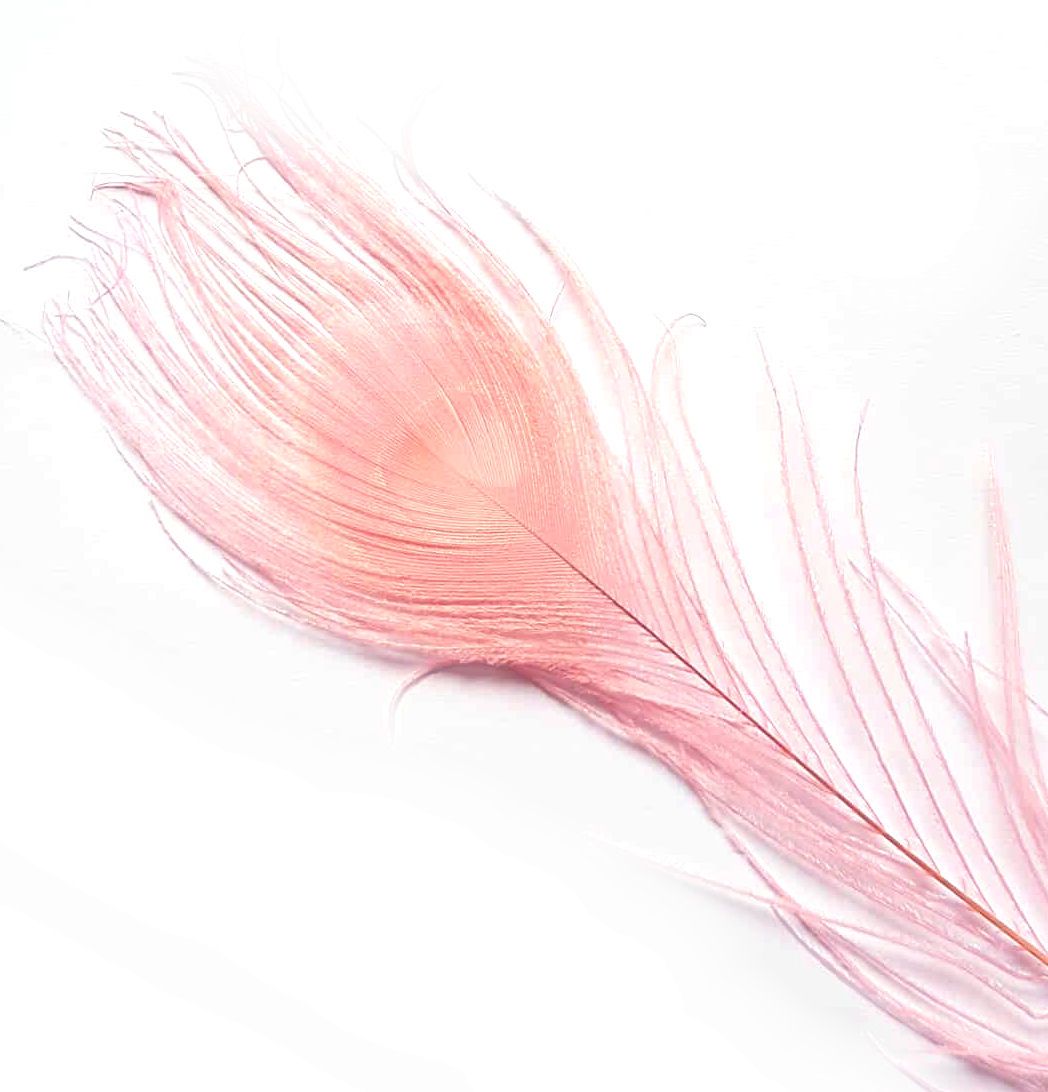 Baby Pink Peacock Eye Tail Feather