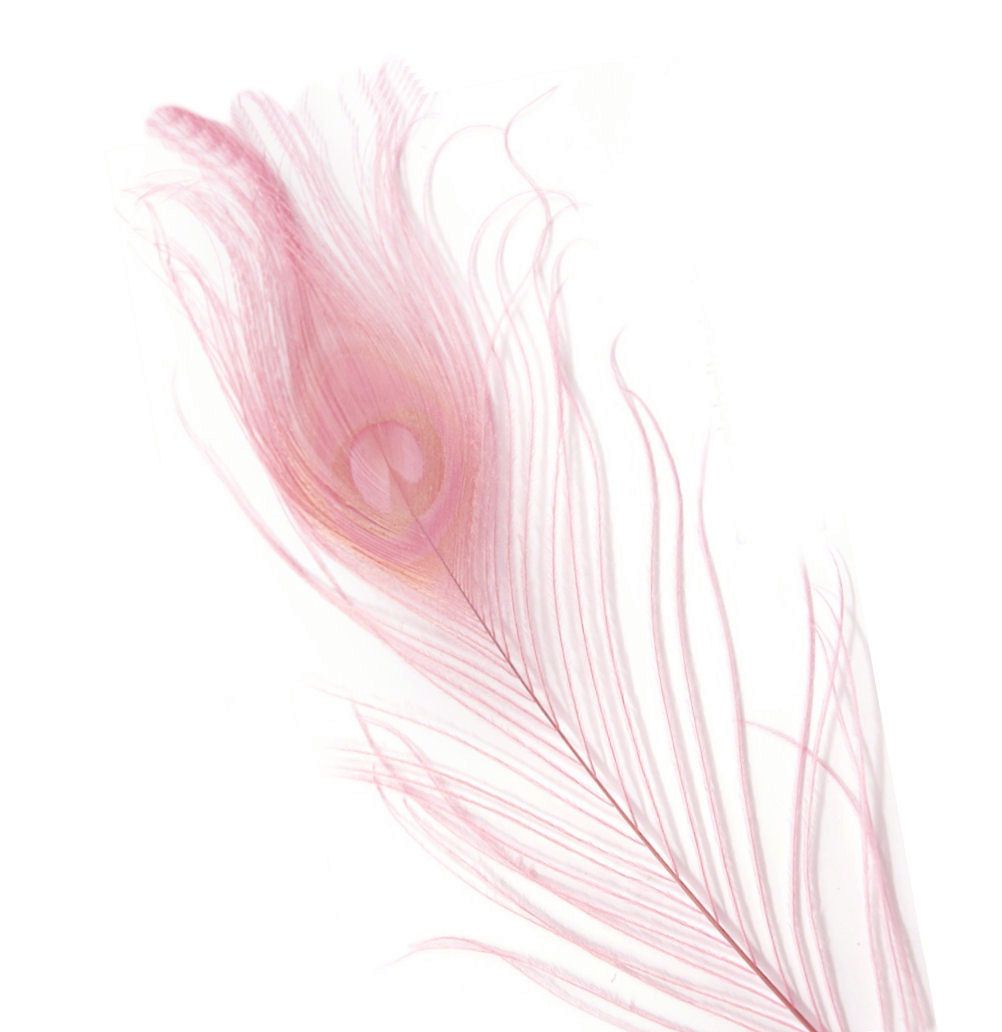 Candy Pink Peacock Eye Tail Feather