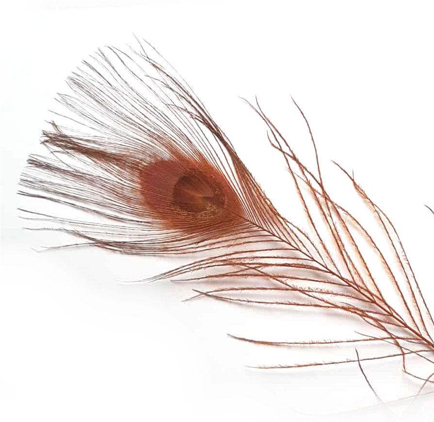 Brown Peacock Eye Tail Feather