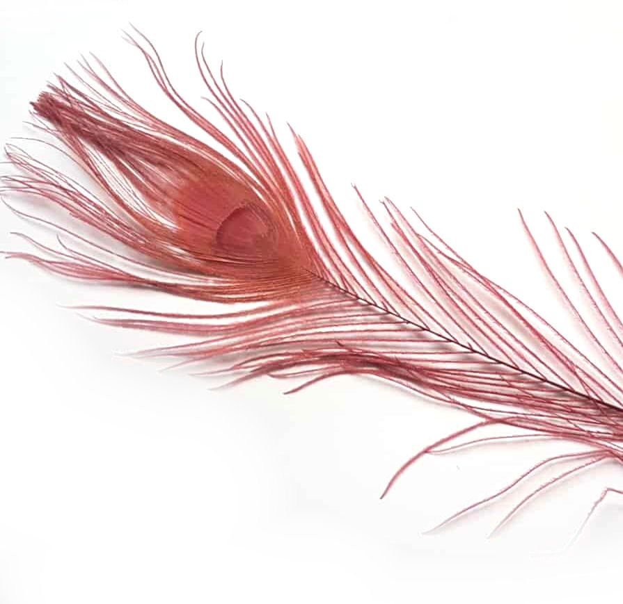 Burgundy Peacock Eye Tail Feather