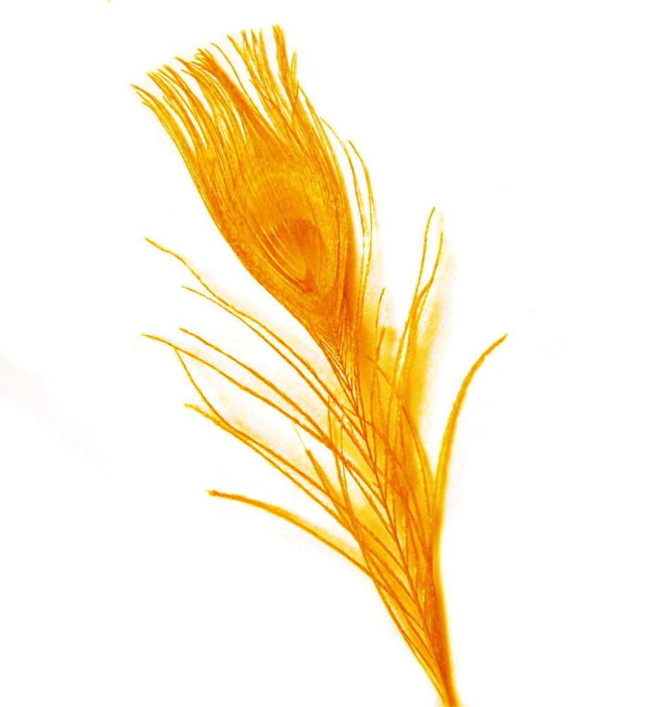 Golden Yellow Peacock Eye Tail Feather (Seconds)
