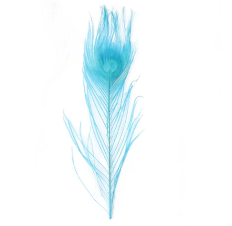 Turquoise Blue Peacock Eye Tail Feather (Seconds)